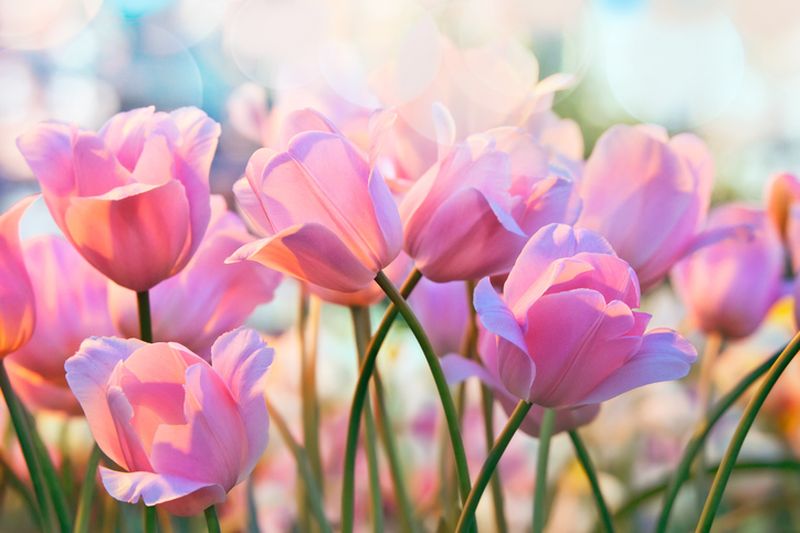Łąka tulipanów